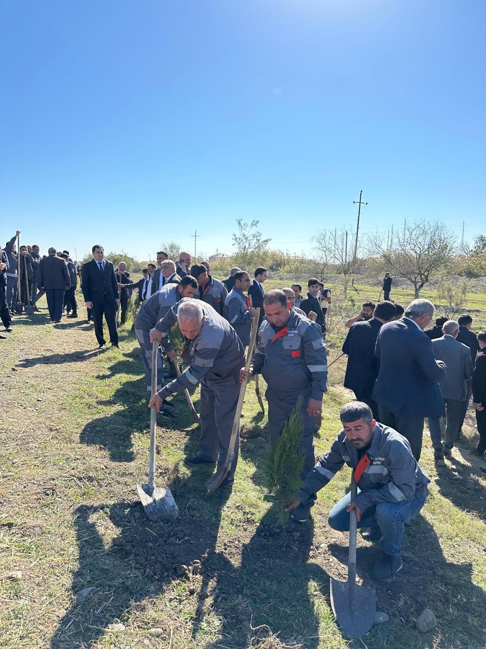 Beyləqanda növbəti ağacəkmə aksiyası keçirilib - FOTOLAR